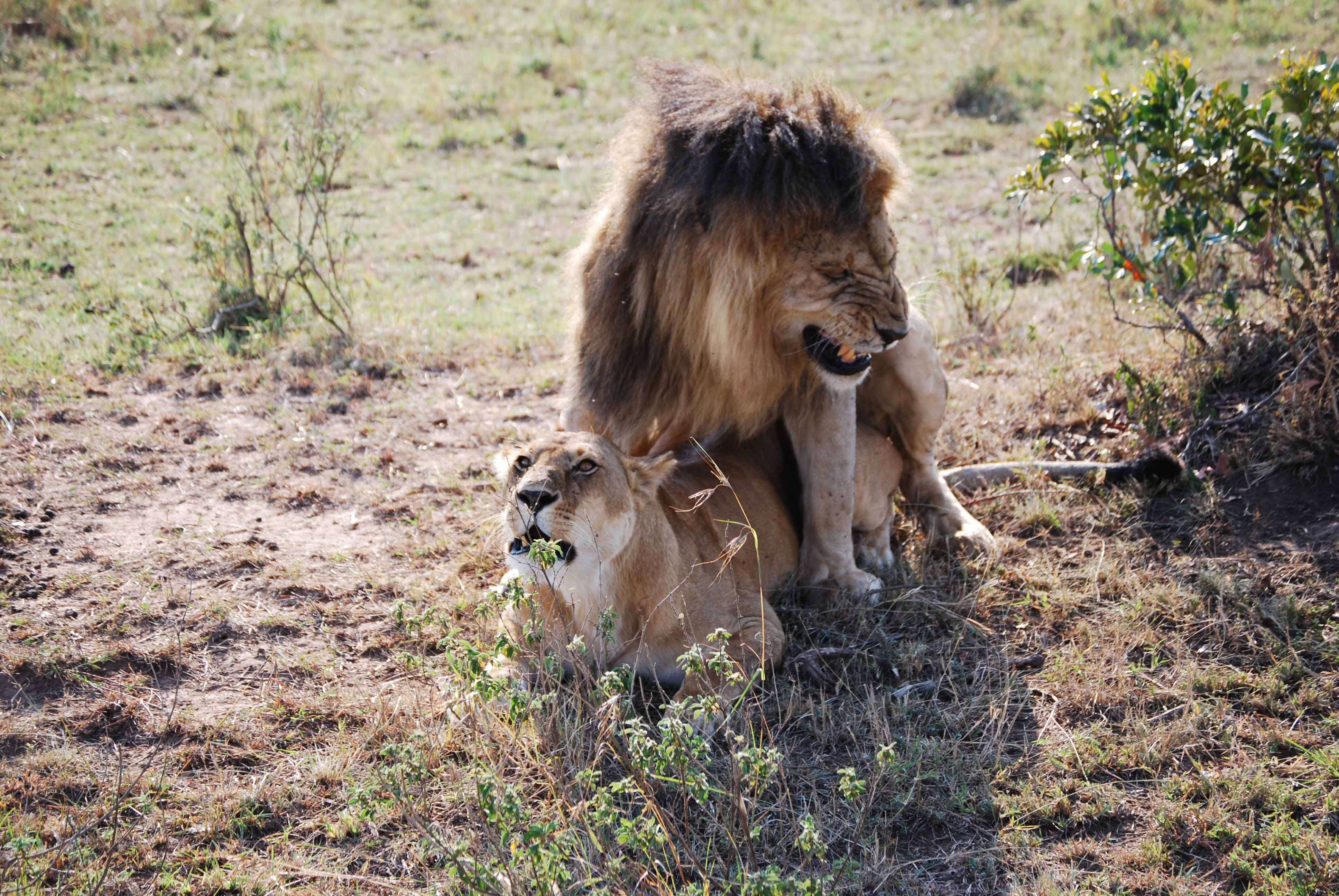 Regreso al Mara - Kenia - Blogs de Kenia - Un montón de leones y un poquito de porno (20)